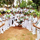 tree plantation